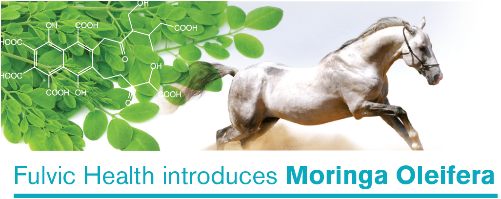 Fulvic Miracle Moringa Equine