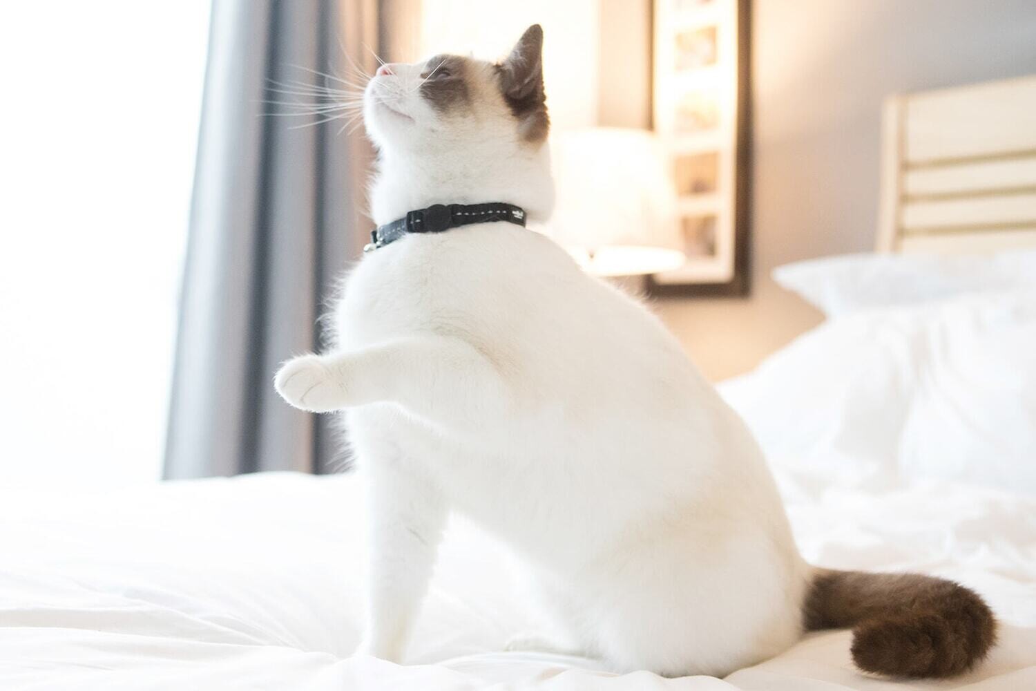 Reflective Supersoft Webbing Cat Collar