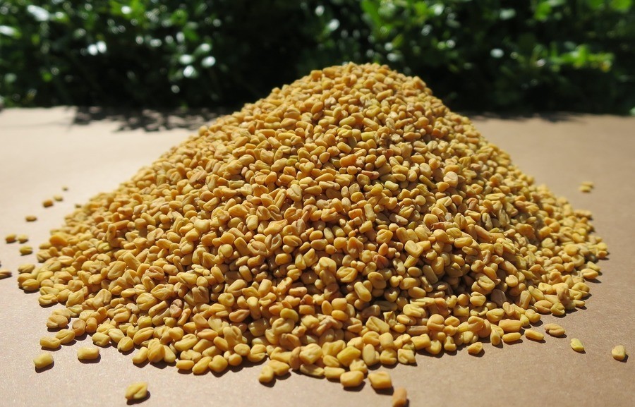 Honeyvale Herbs Fenugreek